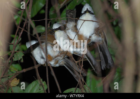 Weiß-Crested laughingthrush (Garrulax leucolophus patkaicus) Gruppe von fünf zusammen Rastplätze auf Zweig, Xishuangbanna National Nature Reserve, Provinz Yunnan, China. März. Stockfoto