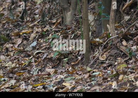 Schuppige-breasted Rebhuhn (Arborophila chloropus chloropus) auf Waldboden getarnt, Xishuangbanna National Nature Reserve, Provinz Yunnan, China. März. Stockfoto