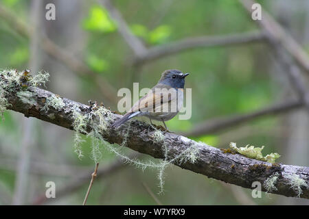 Rufous-gorgeted Schopftyrann (Ficedula strophiata strophiata) auf Ast sitzend, Lijiang Laojunshan Nationalpark, Provinz Yunnan, China. April. Stockfoto