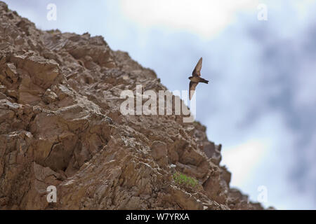 Eurasischen crag Martin (Ptyonoprogne Berg Kawakarpo rupestris), Meri Snow Mountain National Park, Provinz Yunnan, China. Mai. Stockfoto