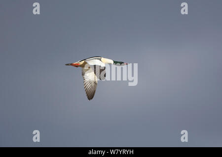 Gemeinsame merganser (Mergus Merganser orientalis) männlichen im Flug, Napahai See, Zhongdian County in der Provinz Yunnan, China. Januar. Stockfoto