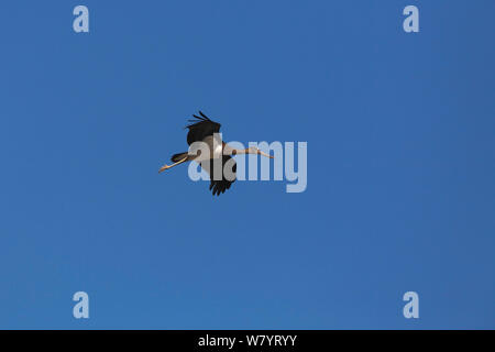 Schwarzstorch (Ciconia nigra) Erwachsene im Flug gegen den blauen Himmel, Napahai See, Zhongdian County in der Provinz Yunnan, China. Januar. Stockfoto
