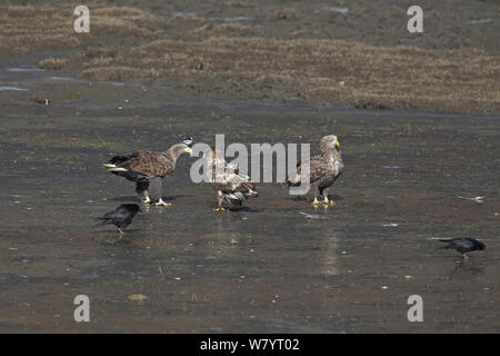 Seeadler Seeadler (Haliaeetus albicilla) Erwachsener mit zwei Jugendliche, im Schlick umliegenden Napahai See, Zhongdian County in der Provinz Yunnan, China. Januar. Stockfoto