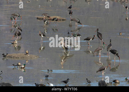 Schwarzstorch (Ciconia nigra) Nahrungssuche in schlammigen Schlick rund um den See, mit anderen Vogelarten, darunter Blässhuhn (Fulica atra) und Stockenten (Anas platyrhynchos) platyrhycnhos Napahai See, Zhongdian County in der Provinz Yunnan, China. Januar. Stockfoto