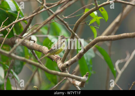 Schwarz-faced Bunting (Emberiza spodocephala sordida) Weibliche in Baum, Xishuangbanna National Nature Reserve, Provinz Yunnan, China. März. Stockfoto
