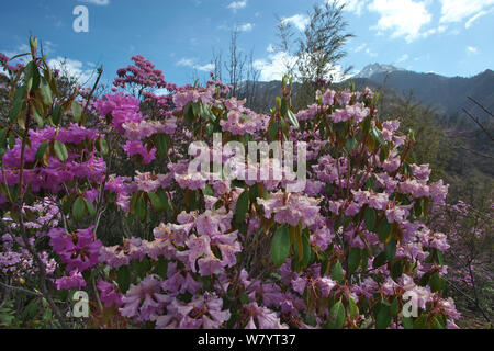 Rhododendron Blumen (Rhododendron sp) mit Bergkulisse im Hintergrund, Lijiang Laojunshan Nationalpark, Provinz Yunnan, China. April. Stockfoto