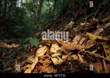 Emma grau&#39;s Wald Lizard (Calotes Emma), am Waldboden. Xishuangbanna National Nature Reserve, Provinz Yunnan, China. März. Stockfoto