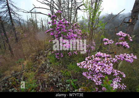 Rhododendren (Rhododendron sp) in Blüte am Berghang, Lijiang Laojunshan Nationalpark, Provinz Yunnan, China. April. Stockfoto