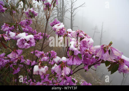 Rhododendron (Rhododendron sp) Blumen im Schnee in Nebel, Lijiang Laojunshan Nationalpark, Provinz Yunnan, China. April. Stockfoto