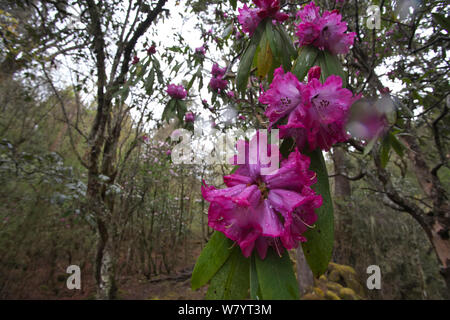 Rhododendron Blumen (Rhododendron sp) in die Regentropfen fallen, Lijiang Laojunshan Nationalpark, Provinz Yunnan, China. April. Stockfoto