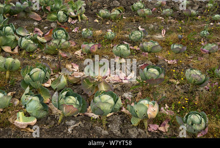 Kohlpflanzen wachsen in organischen Garten von Michelin Star Restaurant &#39; La Chassagnette&#39;, Sambuc herum, Camargue, Frankreich, April. Stockfoto
