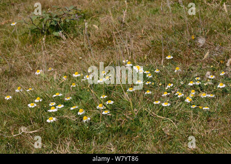 Englisch / Roman Chamomile (Chamaemelum Nobile) am streifte Heide, Corfe Common, Dorset, UK, Juli blühend. Stockfoto