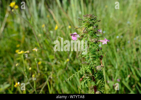 Marsh lousewort/Rot Rassel (Entfernen palustris) Blüte im Marschland neben geringeren spearwort (Ranunculus flammula), Corfe Gemeinsame, Dorset, Großbritannien, Juli. Stockfoto