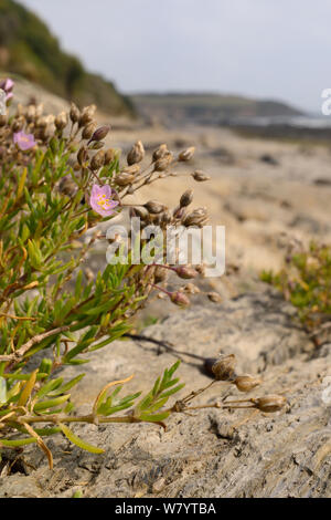 Rock Sea-spurrey (Spergularia rupicola) Klumpen blühen auf Seashore am Fuße einer Klippe, Cornwall, UK, September. Stockfoto