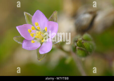 Rock Sea-spurrey (Spergularia rupicola) wachsen auf Seashore am Fuße einer Klippe, Cornwall, UK, September. Stockfoto