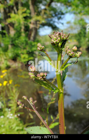 Wasser figwort (Scrophularia Auriculata) beginnen zu blühen an einem Kanal Bank, in der Nähe von Bude, Cornwall, UK, Juni. Stockfoto