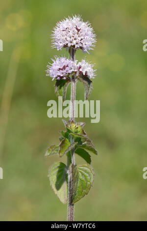 Wasser Minze (Mentha Aquatica) Blühende am Rande des Sumpfes, Corfe Gemeinsame, Dorset, Großbritannien, Juli. Stockfoto