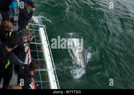 Great White Shark (Carcharodon carcharias) auftauchen in der Nähe von Touristen auf Käfig tauchen Reise, in der Nähe von Gansbaai, Südafrika, Dezember 2010. Stockfoto