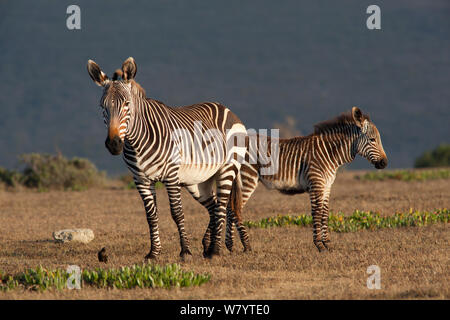 Cape Mountain Zebra (Equus zebra Zebra) Mutter und Fohlen, De Hoop, Südafrika, Dezember. Stockfoto
