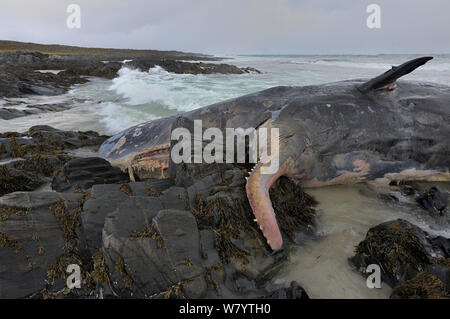 Pottwal (Physeter macrocephalus) Tote männliche gewaschen oben am Strand, Slettnes, Varanger, Norwegen, Mai. Stockfoto