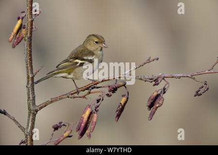 Gemeinsame Buchfink (Fringilla coelebs) Weibliche auf Zweig, Vendee, Frankreich, Januar. Stockfoto