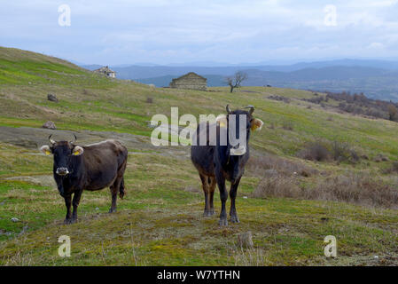 Shorthorn cattle (Bos taurus), Rhodopen, Bulgarien, Januar. Stockfoto