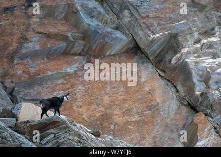 Alpine GEMSE (RUPICAPRA rupicapra rupicapra) in Habitat, Nationalpark Gran Paradiso, Italien. Dezember Stockfoto