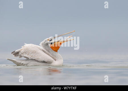 Krauskopfpelikan (Pelecanus crispus) Angeln und werfen einen Fisch. See Kerkini, Griechenland. Februar. Gefährdete Arten. Stockfoto