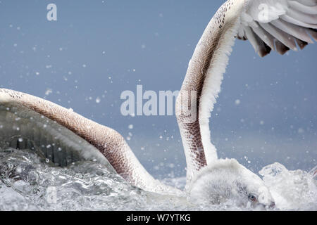 Krauskopfpelikan (Pelecanus crispus) Angeln mit Flügeln über dem Wasser, See Kerkini, Griechenland. Februar. Gefährdete Arten. Stockfoto