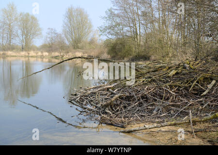 Eurasischen Biber (Castor Fiber) Lodge, Flagham Fen, Cotswold Water Park, Gloucestershire, UK, April. Stockfoto