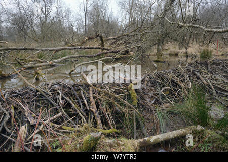 Eurasischen Biber (Castor Fiber) Damm in einer Waldlandschaft, und Gehäuse. Devon Biber Projekt, Devon Wildlife Trust, Devon, Großbritannien, Februar 2015. Stockfoto