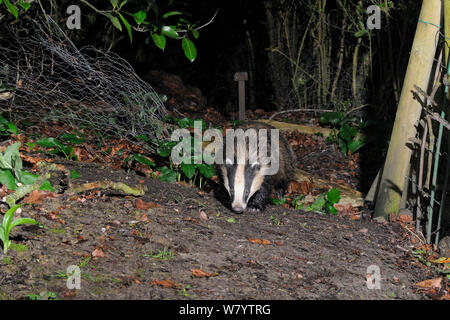 Nasse europäischen Dachs (Meles meles) Eingabe eines Garten durch eine Pause in einem Zaun in einer regnerischen Nacht, Wiltshire, UK, März. Von einer externen Kamera trap genommen. Stockfoto