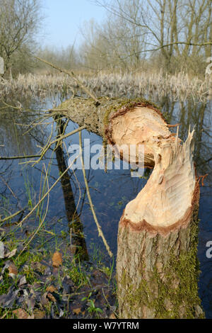 Junge Weide (Salix sp.) von Eurasischen Biber (Castor Fiber), Gloucestershire, UK, April gefällt. Stockfoto