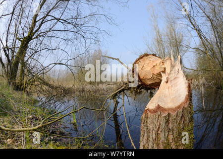 Junge Weide (Salix sp.) von Eurasischen Biber (Castor Fiber), Gloucestershire, UK, April gefällt. Stockfoto