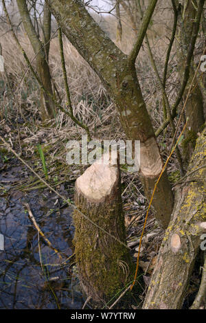 Junge Weiden (Salix sp.) gefällt und durch die Eurasische Biber (Castor Fiber), Gloucestershire, UK, April zerbissen. Stockfoto