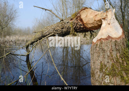 Junge Weide (Salix sp.) von Eurasischen Biber (Castor Fiber), Gloucestershire, UK, April gefällt. Stockfoto