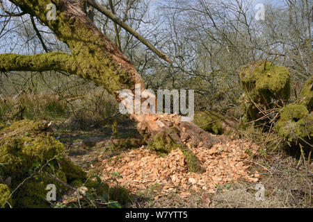 Weide (Salix sp.) stark zerfressen von Eurasischen Biber (Castor Fiber) in einer Waldlandschaft, Gehäuse, Devon Biber Projekt, Devon Wildlife Trust, Devon, UK, April. Stockfoto