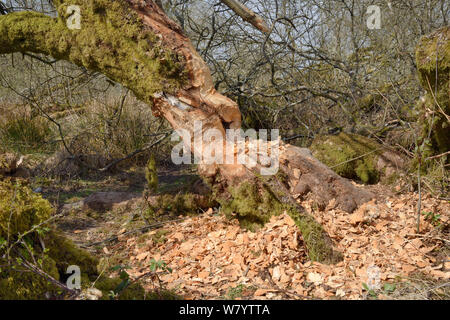 Weide (Salix sp.) stark zerfressen von Eurasischen Biber (Castor Fiber) in einer Waldlandschaft, Gehäuse, Devon Biber Projekt, Devon Wildlife Trust, Devon, UK, April. Stockfoto