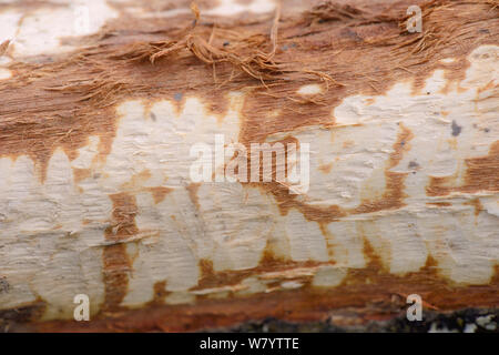 Durch Toothmarks eurasischen Biber (Castor Fiber), die Rinde von einem Baum in einer Waldlandschaft, Gehäuse abgestreift hat, Devon Biber Projekt, Devon Wildlife Trust, Devon, UK, April 2015. Stockfoto