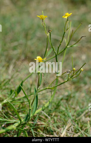 Weniger spearwort (Ranunculus flammula) Blühende auf Sumpfland, Corfe Gemeinsame, Dorset, Großbritannien, Juli. Stockfoto