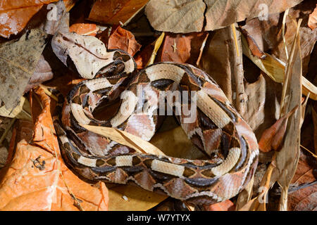 Rhinoceros Viper (Bitis Rhinoceros) unverlierbaren, tritt in West Afrika. Stockfoto