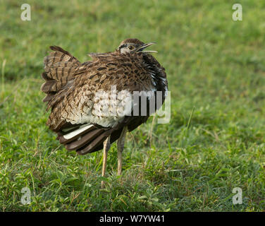 Schwarz-bellied bustard (Eupodotis melanogaster melanogaster) vorbereiten. Ngorongoro Krater, Tansania. Stockfoto