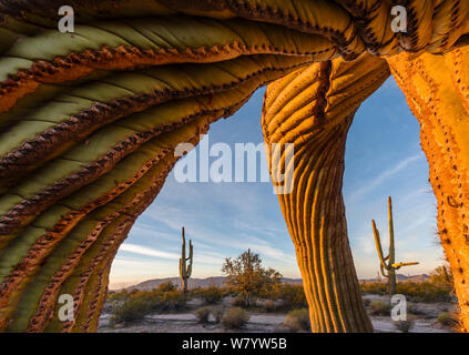 Frost beschädigt Saguaro Kaktus (Carnegiea gigantea) südlich der Maricopa Berge Wüste, Arizona, USA, Januar. Finalist in der Pflanzen und Pilze Kategorie der Naturfotograf des Jahres Awards (WPOY)-Wettbewerb 2017. Stockfoto