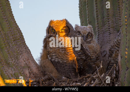 Great horned Owl (Bubo virginianus) Küken in Nest in Saguaro Kaktus (Carnegiea gigantea), in der Nähe von Oracle, Sonoran Wüste, Arizona, USA, Mai. Stockfoto