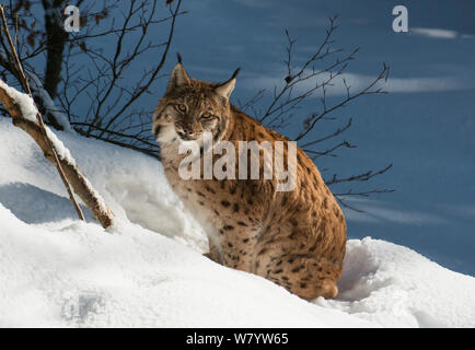 Eurasischen Luchs (Lynx lynx) sitzen im Schnee. Captive, Nationalpark Bayerischer Wald, Bayern, Deutschland. Februar. Stockfoto