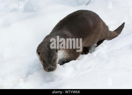 Eurasische Fischotter (Lutra lutra) im Schnee. Captive, Nationalpark Bayerischer Wald, Bayern, Deutschland. Februar. Stockfoto