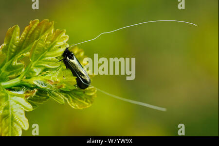 Langhörnigen fairy Motte (Adela reaumerella) Männliche ruht auf Eichenlaub. Süd-West London, UK, April Stockfoto