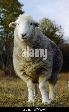 Herdwick Ewe (Ovis aries) Teil einer Erhaltung der Beweidung Projekt auf die North Downs, Surrey, Großbritannien. Oktober. Stockfoto