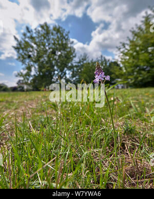 Herbst Blausterne Blütenstiel. Hurst Park, East Molesey, Surrey. Stockfoto