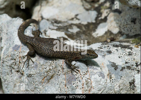 Dalmatiner (Algyroides nigropunctatus algyroides) schwangere Frau auf Rock, Insel Krk, Kroatien, Juni. Stockfoto
